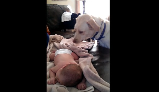 Κάμερα καταγράφει τι κάνει το σκυλί όσο κοιμάται το μωρό – Θα συγκινηθείτε… - Φωτογραφία 1