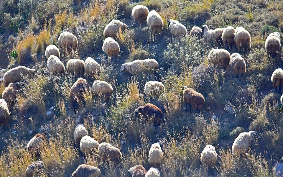 Η επαφή με τα πρόβατα ευνοεί τη σκλήρυνση κατά πλακας - Φωτογραφία 1