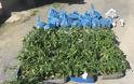 Φυτεία με 502 δενδρύλλια κάνναβης σε θερμοκήπιο στην Πέλλα (φωτογραφίες)