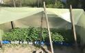 Φυτεία με 502 δενδρύλλια κάνναβης σε θερμοκήπιο στην Πέλλα (φωτογραφίες) - Φωτογραφία 2