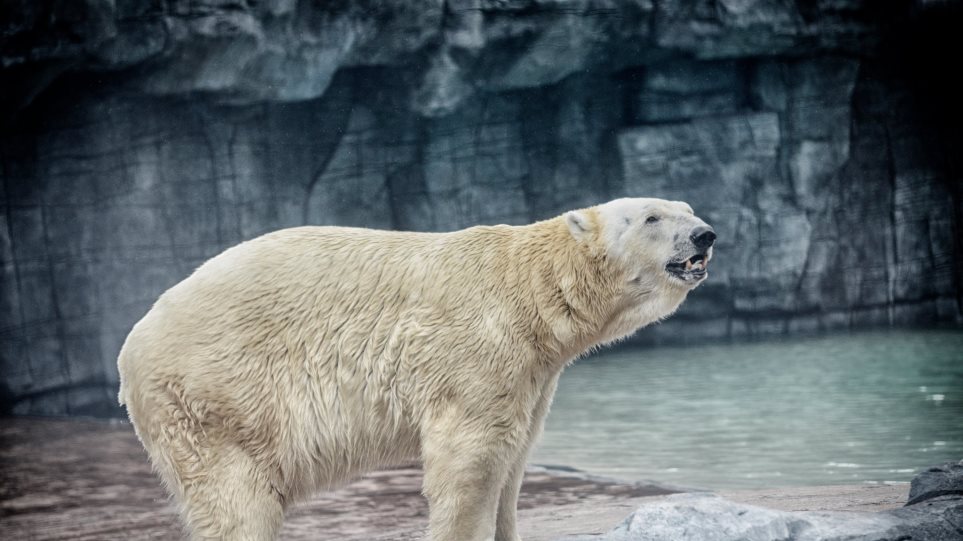 Σιγκαπούρη: Πέθανε ο Ινούκα, η πρώτη πολική αρκούδα που γεννήθηκε σε τροπική χώρα - Φωτογραφία 1