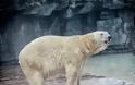 Σιγκαπούρη: Πέθανε ο Ινούκα, η πρώτη πολική αρκούδα που γεννήθηκε σε τροπική χώρα