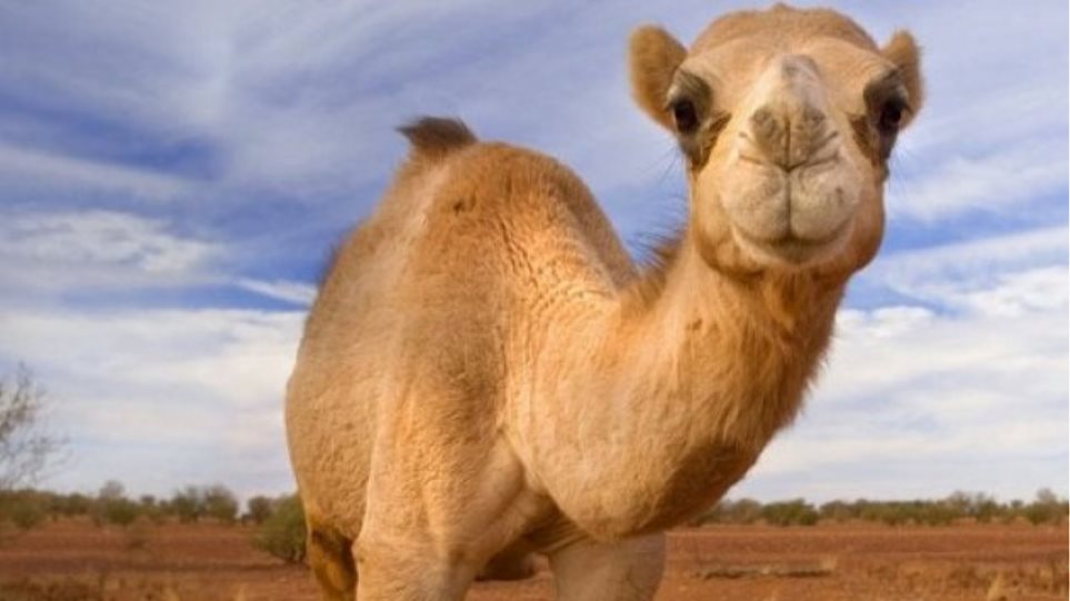 Το γάλα καμήλας «κατακτά» και το κοινό της Αυστραλίας - Φωτογραφία 1