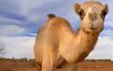 Το γάλα καμήλας «κατακτά» και το κοινό της Αυστραλίας