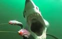Το βίντεο – εφιάλτης που έγινε viral: Καρέ καρέ πώς είναι να σε τρώει καρχαρίας…