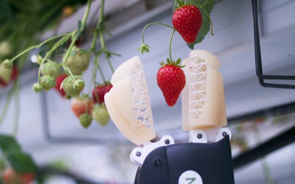 Startup κατασκεύασε ρομπότ για τη συγκομιδή φράουλας - Φωτογραφία 1