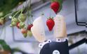 Startup κατασκεύασε ρομπότ για τη συγκομιδή φράουλας
