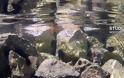 Πανικός σε παραλία στο Ναύπλιο: Γέμισε ο τόπος περίεργα αηδιαστικά ζελατινοειδή υλικά - Φωτογραφία 6