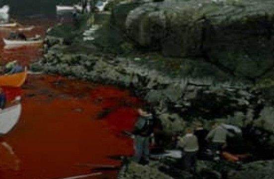 Grindadrap, 1970: Η φωτογραφία που έδειξε στον κόσμο το έθιμο της σφαγής των φαλαινών στις Νήσους Φερόες - Φωτογραφία 1