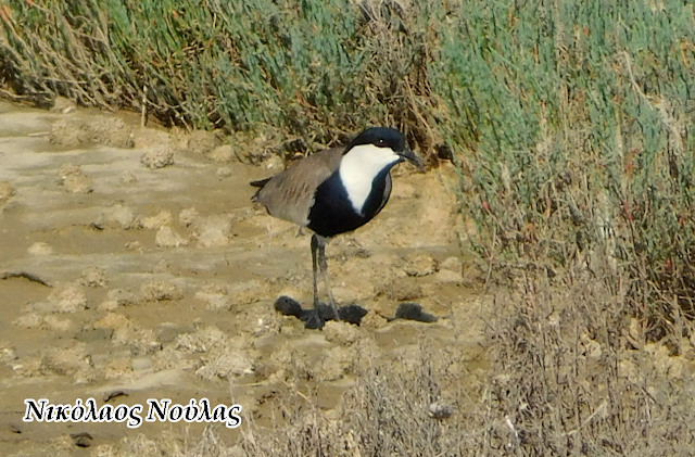 Για πρώτη φορά το είδος πουλιού Αγκαθοκαλημάνα εθεάθη στη λιμνοθάλασσα Μεσολογγίου - Αιτωλικού (ΦΩΤΟ) - Φωτογραφία 1