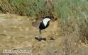 Για πρώτη φορά το είδος πουλιού Αγκαθοκαλημάνα εθεάθη στη λιμνοθάλασσα Μεσολογγίου - Αιτωλικού (ΦΩΤΟ)