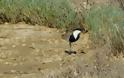 Για πρώτη φορά το είδος πουλιού Αγκαθοκαλημάνα εθεάθη στη λιμνοθάλασσα Μεσολογγίου - Αιτωλικού (ΦΩΤΟ) - Φωτογραφία 2