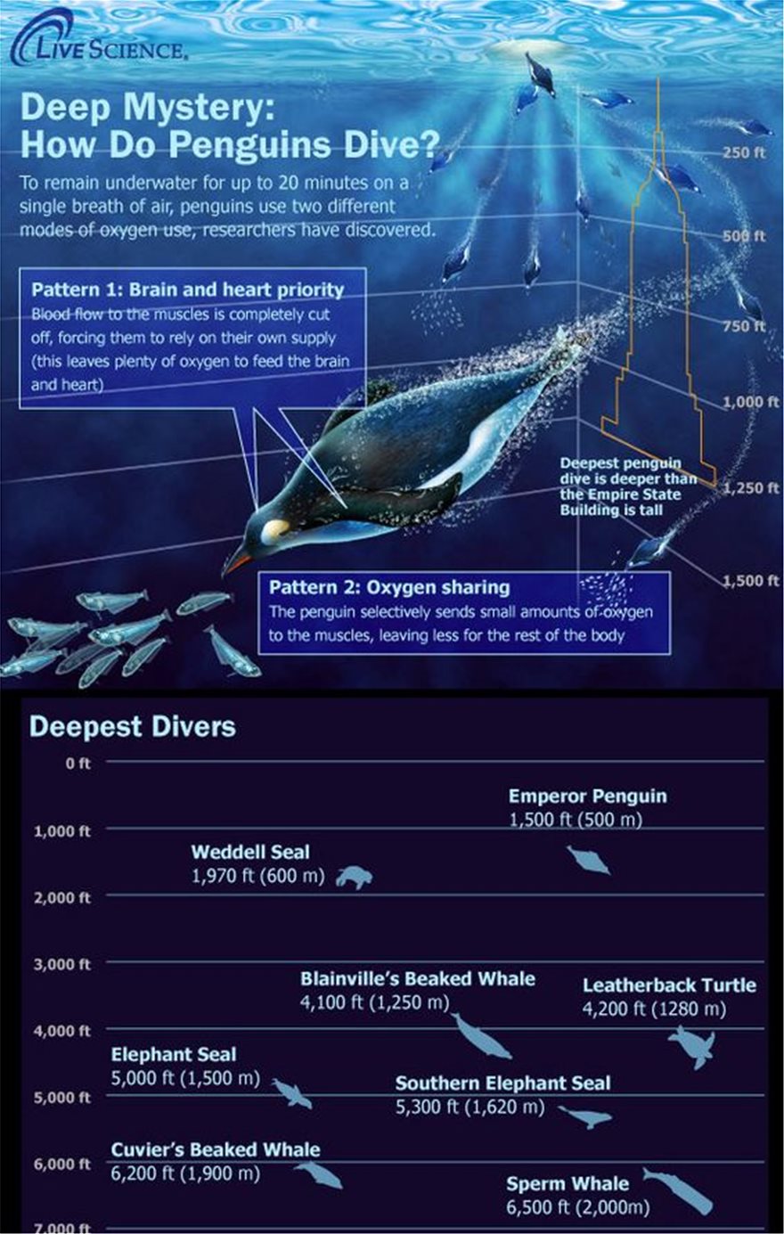 Μακροβούτι-ρεκόρ από Αυτοκρατορικό Πιγκουίνο - Φωτογραφία 2
