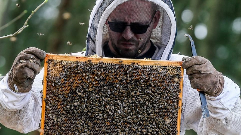 Η ΕΕ απαγόρευσε τρία εντομοκτόνα για να προστατεύσει τις μέλισσες - Φωτογραφία 1
