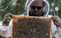 Η ΕΕ απαγόρευσε τρία εντομοκτόνα για να προστατεύσει τις μέλισσες