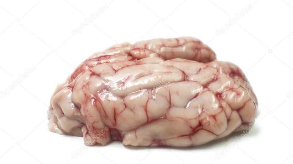 Για πρώτη φορά επιστήμονες διατήρησαν ζωντανούς επί 36 ώρες τους εγκεφάλους χοίρων χωρίς σώμα - Φωτογραφία 1