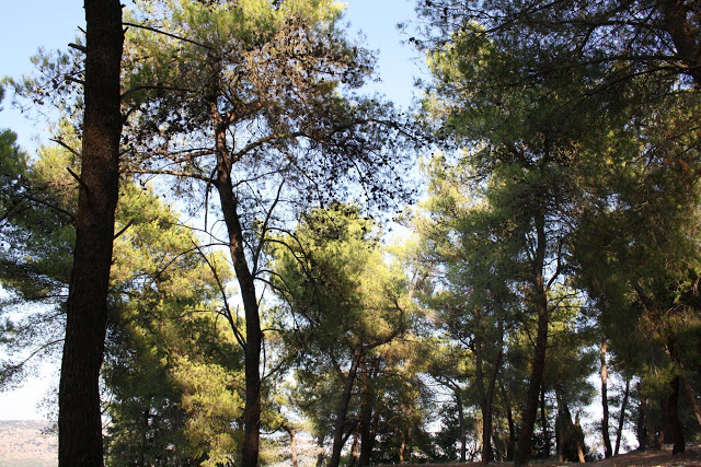 Ξεχωριστή ΚΑΤΟΥΝΑ! (δείτε φωτογραφίες του Παναγιώτη Τσούτσουρα) - Φωτογραφία 13