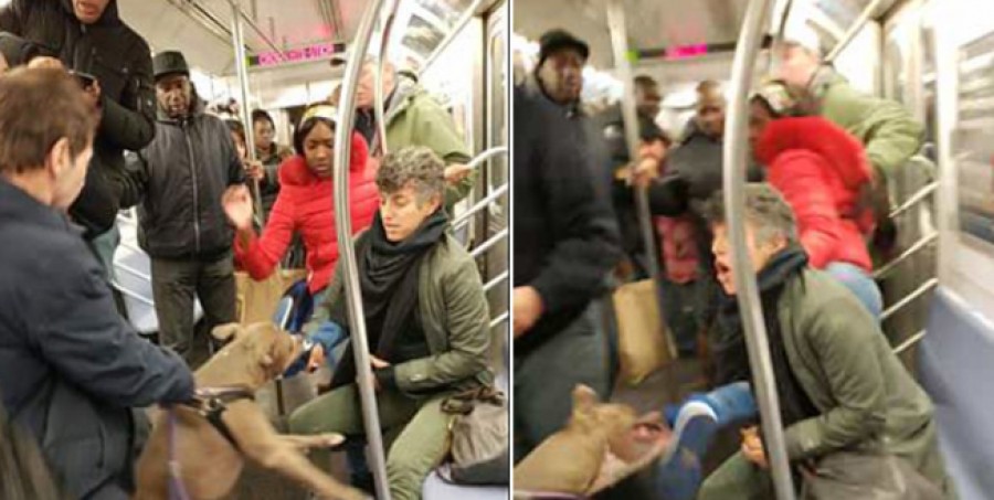 Tρόμος: Πιτ μπουλ επιτέθηκε σε γυναίκα στο μετρό της Νέας Υόρκης - Φωτογραφία 1