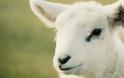 Τοξίνη που εντοπίζεται στα πρόβατα μπορεί να συνδέεται με την εμφάνιση της σκλήρυνσης κατά πλάκας!