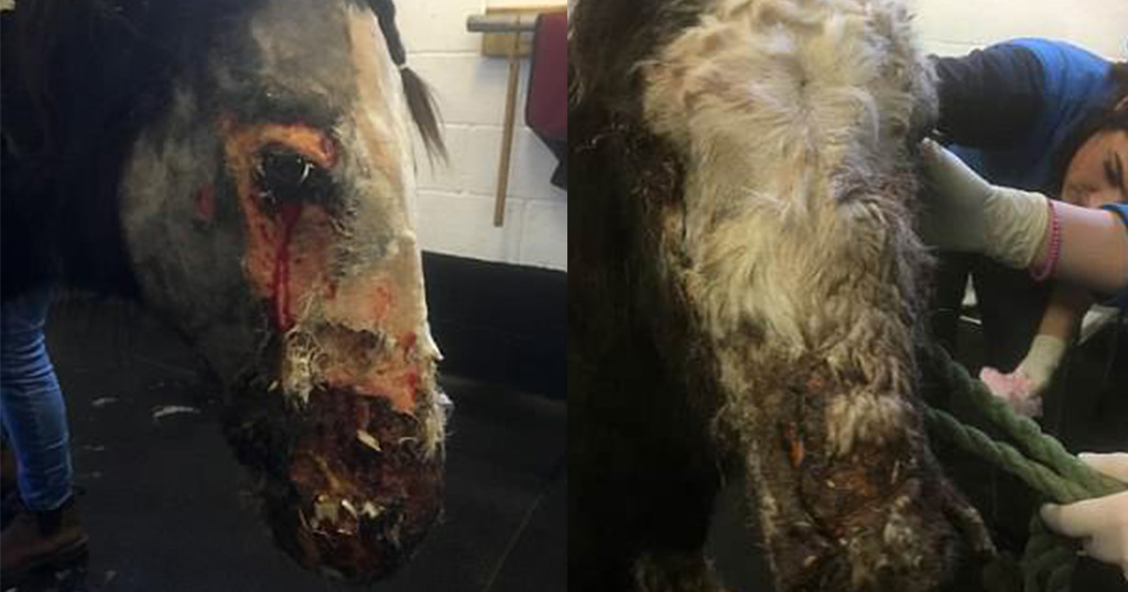 Σπαρακτικό: Άλογο δέχθηκε επίθεση με οξύ και τώρα δεν μπορεί να ανοίξει το ένα μάτι του - Φωτογραφία 1