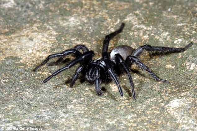 Πέθανε η μεγαλύτερη αράχνη του κόσμου σε ηλικία 43 ετών στην Αυστραλία - Φωτογραφία 1