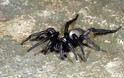 Πέθανε η μεγαλύτερη αράχνη του κόσμου σε ηλικία 43 ετών στην Αυστραλία