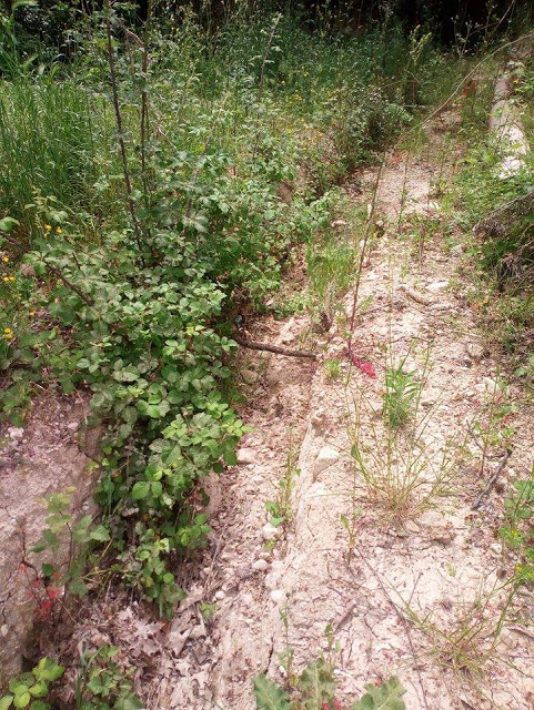 Χωρίς άρδευση δεκάδες στρέμματα στο ΘΥΡΡΕΙΟ - Έσπασε ο αγωγός ενώ βούλωσαν από κλαδιά και οι αύλακες άρδευσης!! - Φωτογραφία 10