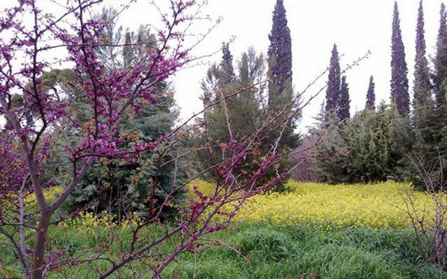 Πράσινες οάσεις της Αττικής για να πιάσεις την άνοιξη - Φωτογραφία 5