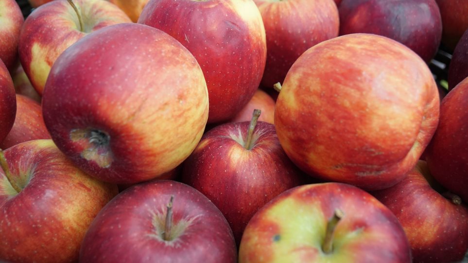 ΗΠΑ: Πρόστιμο 500 δολαρίων σε μια γυναίκα για ένα... δωρεάν μήλο - Φωτογραφία 1