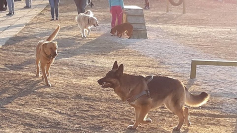 Κρήτη: Το πρώτο πάρκο για σκύλους εγκαινιάστηκε στο Ηράκλειο - Φωτογραφία 1