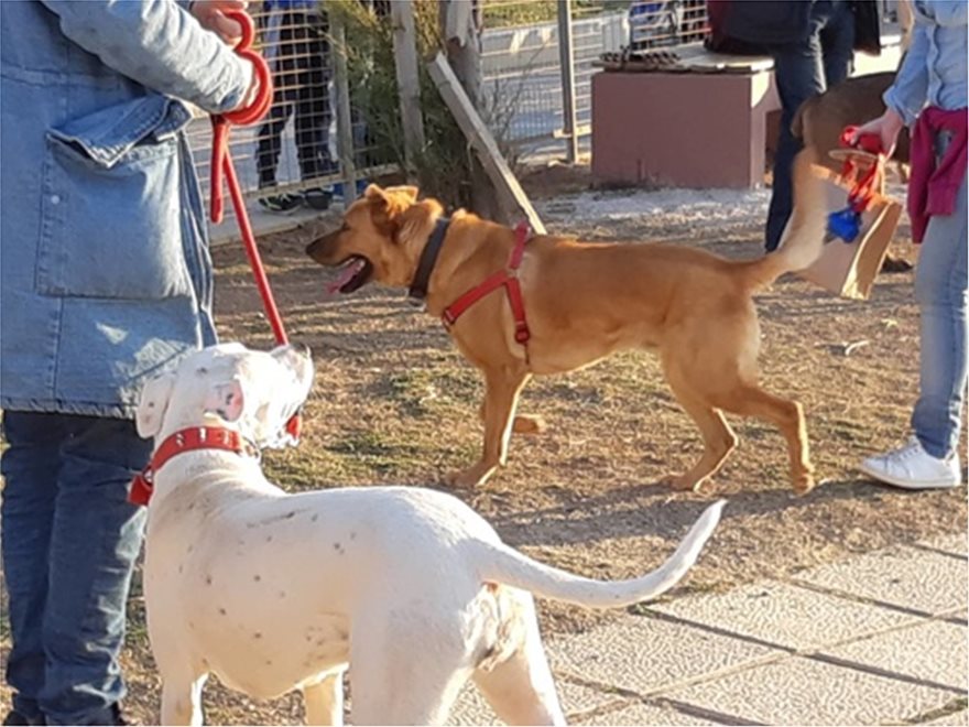 Κρήτη: Το πρώτο πάρκο για σκύλους εγκαινιάστηκε στο Ηράκλειο - Φωτογραφία 2