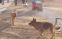 Κρήτη: Το πρώτο πάρκο για σκύλους εγκαινιάστηκε στο Ηράκλειο - Φωτογραφία 1