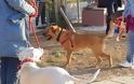 Κρήτη: Το πρώτο πάρκο για σκύλους εγκαινιάστηκε στο Ηράκλειο - Φωτογραφία 2