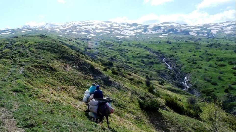 Αποκαλυπτικές εικόνες: Αλβανοί κυνηγοί βοτάνων θερίζουν τον Γράμμο! - Φωτογραφία 1