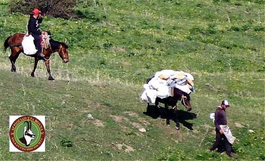 Αποκαλυπτικές εικόνες: Αλβανοί κυνηγοί βοτάνων θερίζουν τον Γράμμο! - Φωτογραφία 2