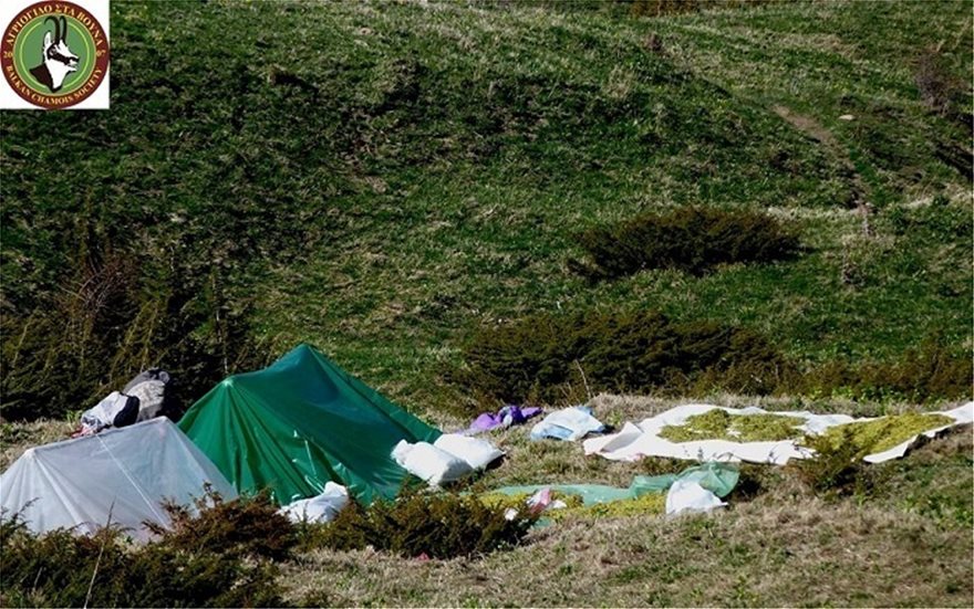 Αποκαλυπτικές εικόνες: Αλβανοί κυνηγοί βοτάνων θερίζουν τον Γράμμο! - Φωτογραφία 3