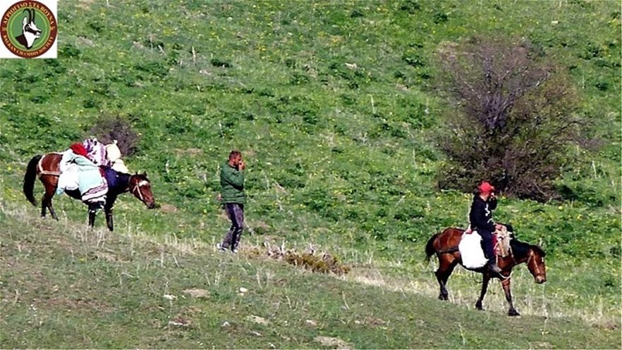 Αποκαλυπτικές εικόνες: Αλβανοί κυνηγοί βοτάνων θερίζουν τον Γράμμο! - Φωτογραφία 5