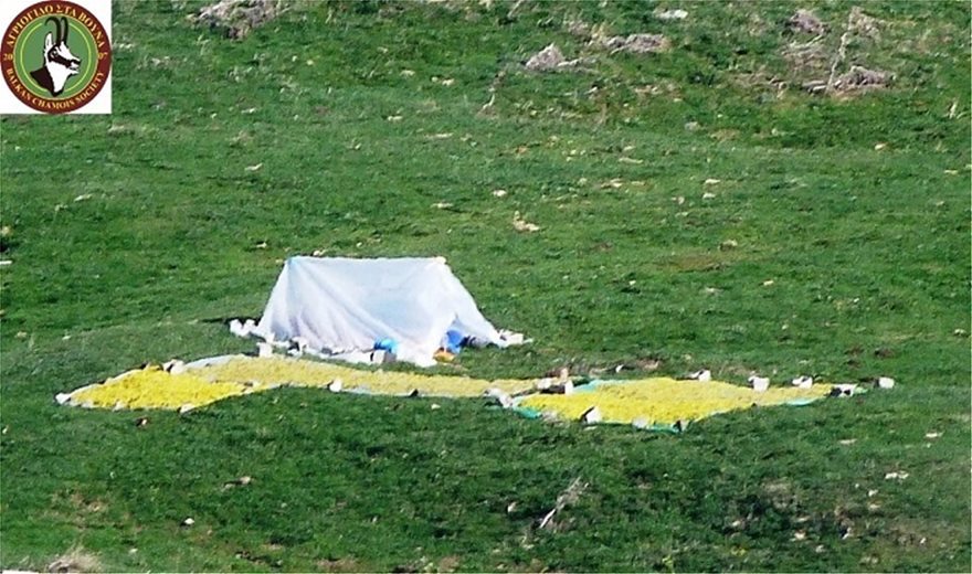 Αποκαλυπτικές εικόνες: Αλβανοί κυνηγοί βοτάνων θερίζουν τον Γράμμο! - Φωτογραφία 6