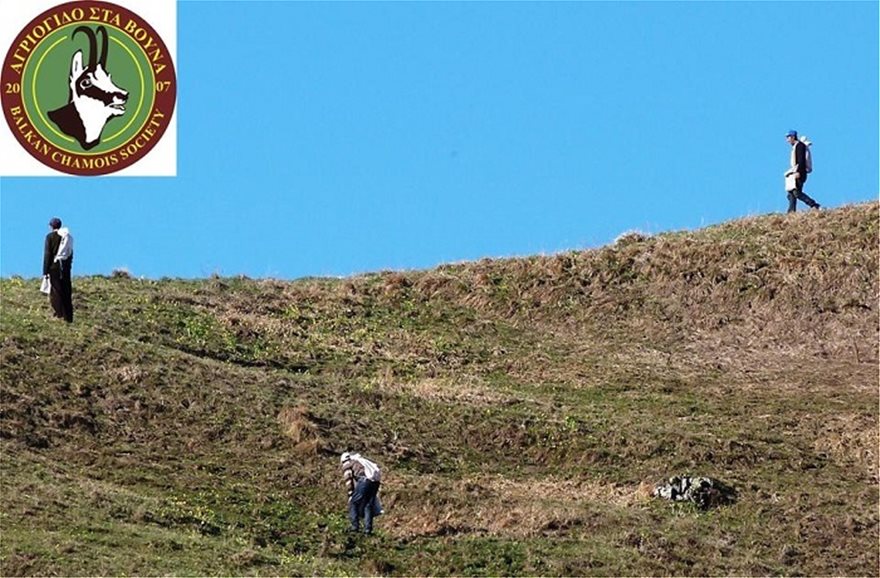Αποκαλυπτικές εικόνες: Αλβανοί κυνηγοί βοτάνων θερίζουν τον Γράμμο! - Φωτογραφία 7