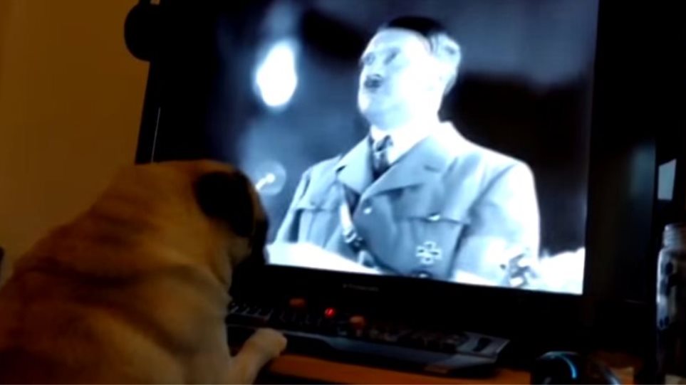 Πρόστιμο 950 ευρώ σε ιδιοκτήτη που έμαθε τον σκύλο του να... χαιρετά ναζιστικά! - Φωτογραφία 1