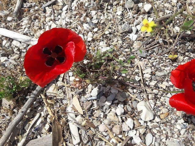 Πρωτομαγιά και γιορτή αλόγου στη ΒΟΝΙΤΣΑ (ΦΩΤΟ) - Φωτογραφία 27