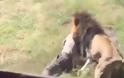 Συγκλονιστικό βίντεο: Λιοντάρι αρπάζει από τον λαιμό τον ιδιοκτήτη του πάρκου όπου κρατείται και...