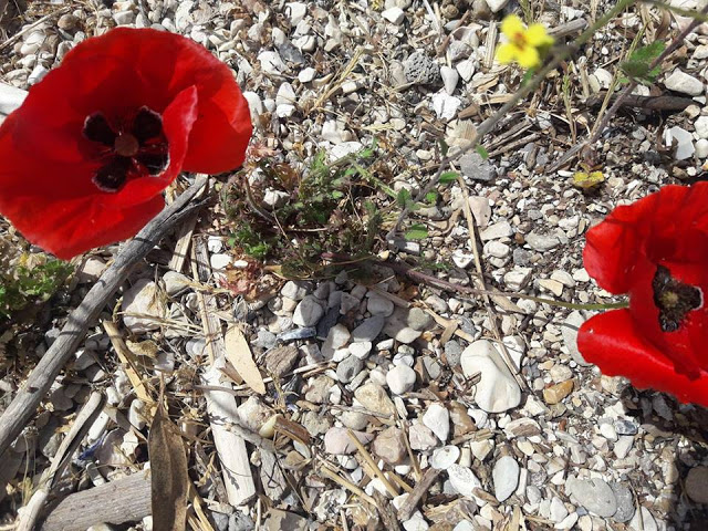 ΚΙ ΑΛΛΕΣ ΕΙΚΟΝΕΣ απο την Πρωτομαγιά και γιορτή αλόγου στη ΒΟΝΙΤΣΑ (ΦΩΤΟ: Στέλλα Λιάπη) - Φωτογραφία 45