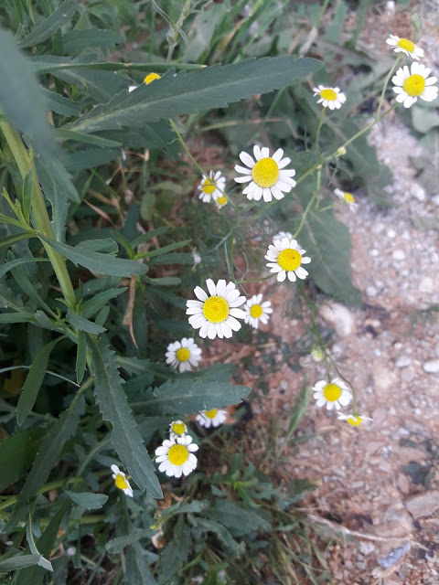 ΚΙ ΑΛΛΕΣ ΕΙΚΟΝΕΣ απο την Πρωτομαγιά και γιορτή αλόγου στη ΒΟΝΙΤΣΑ (ΦΩΤΟ: Στέλλα Λιάπη) - Φωτογραφία 66