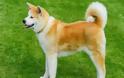 Ιαπωνία: Περιζήτητα παγκοσμίως τα σκυλιά ακίτα