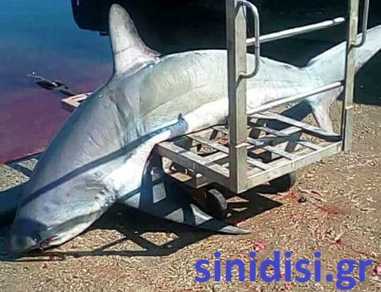 Ψαριά καρχαρία 200 κιλών στο Μεσολόγγι! (ΦΩΤΟ) - Φωτογραφία 1