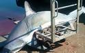 Ψαριά καρχαρία 200 κιλών στο Μεσολόγγι! (ΦΩΤΟ)