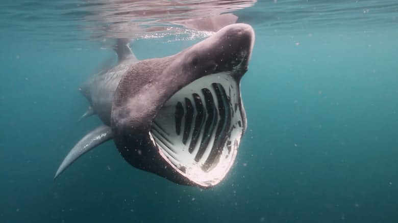 Έπιασαν καρχαρία «αλεπού» 200 κιλών στον Πατραϊκό - Φωτογραφία 1