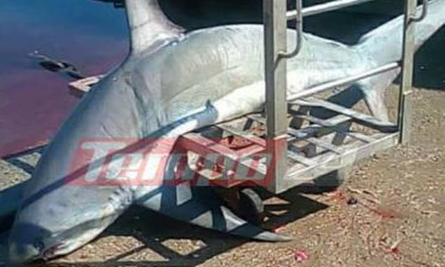 Έπιασαν καρχαρία «αλεπού» 200 κιλών στον Πατραϊκό - Φωτογραφία 2