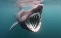 Έπιασαν καρχαρία «αλεπού» 200 κιλών στον Πατραϊκό - Φωτογραφία 1